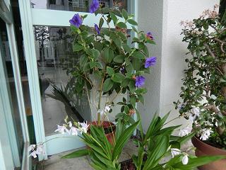鳳高校の玄関を彩る美しい花々