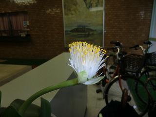 マユハケオモト　かわいいお花です