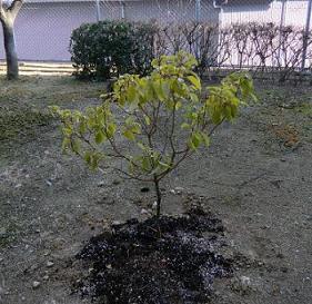 空からの贈り物…クスノキの苗木を学校に植えました