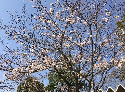 ３月末、桜が咲いて新入生を迎える準備が整いました