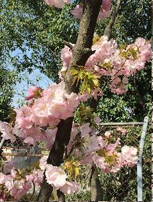３月末、桜が咲いて新入生を迎える準備が整いました
