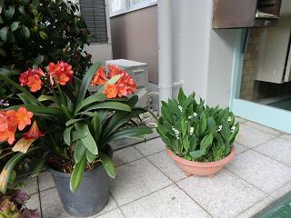 ４月から５月にかけてクンシランとスズランが美しく サボテンにもピンク色のきれいな花が咲きました おおとり四季折々 単位制授業 広いグラウンドで部活も活発な大阪府堺市の公立高校 大阪府立鳳高等学校