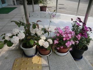 ５月、花壇の花は冬のパンジーから夏の花ベゴニアに植え替えられました 　　　白いオオテマリの花が見事です